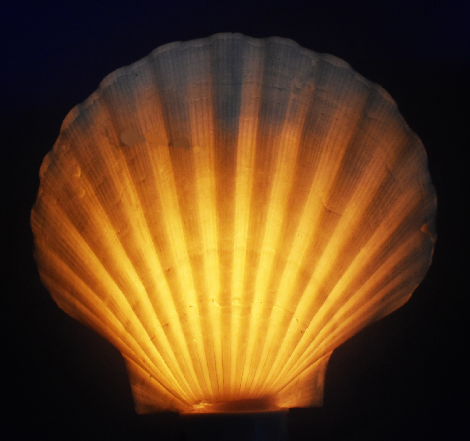 Seashell Night Light White Scallop Shell Decorative Beach Decor on/off switch