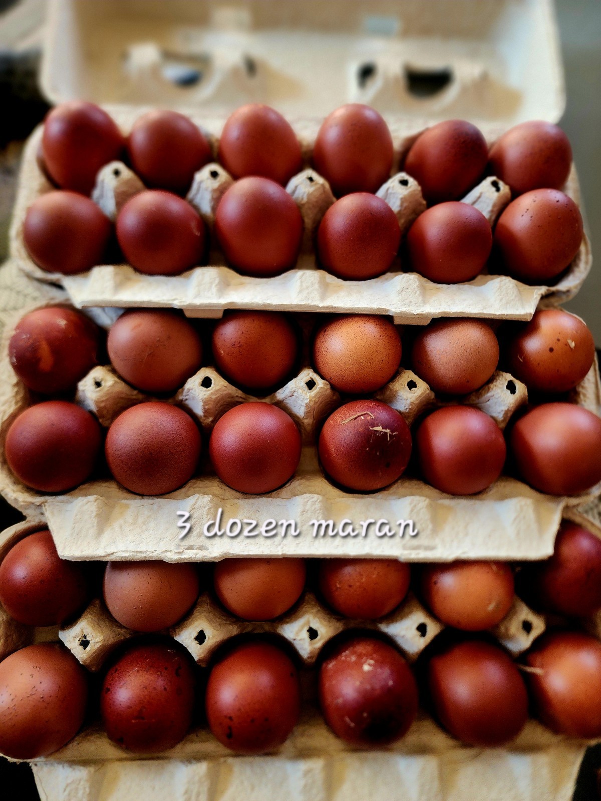 Black Copper Maran/Maran Hatching Eggs 6+