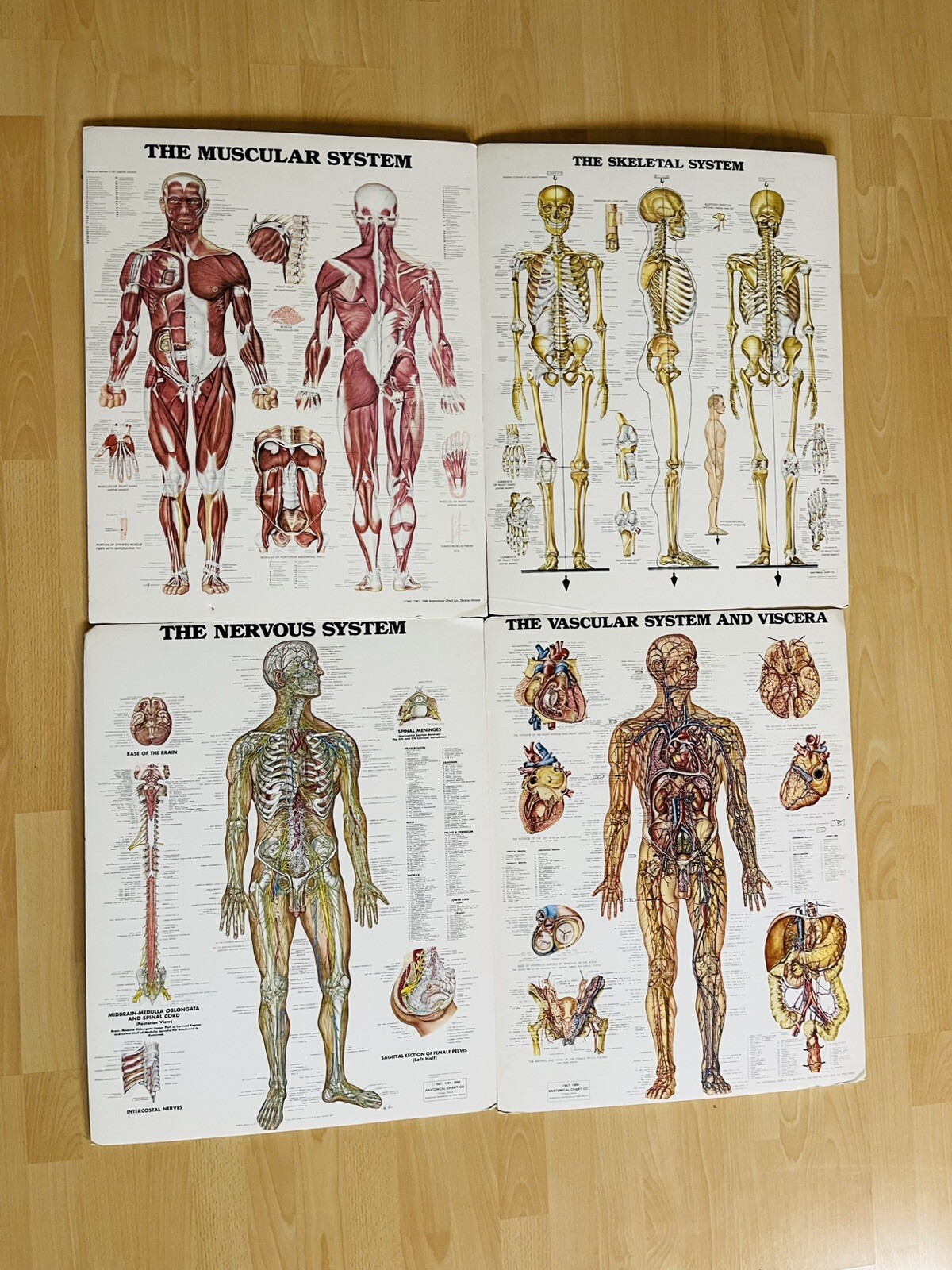 Anatomical Chart Co Nervous System Peter Bachin 20x26 Laminated 1986 Vintage Lot