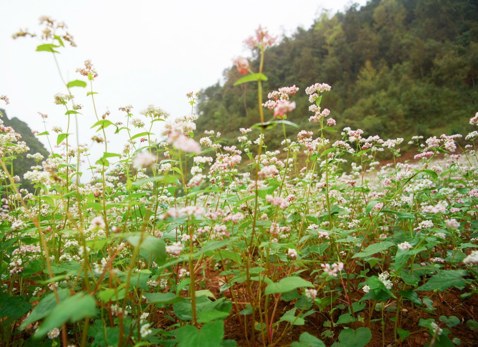 5 Lb Buckwheat SEED Forage Food Plot Bulk DEER Plot turkey attractant BIRDS NEW