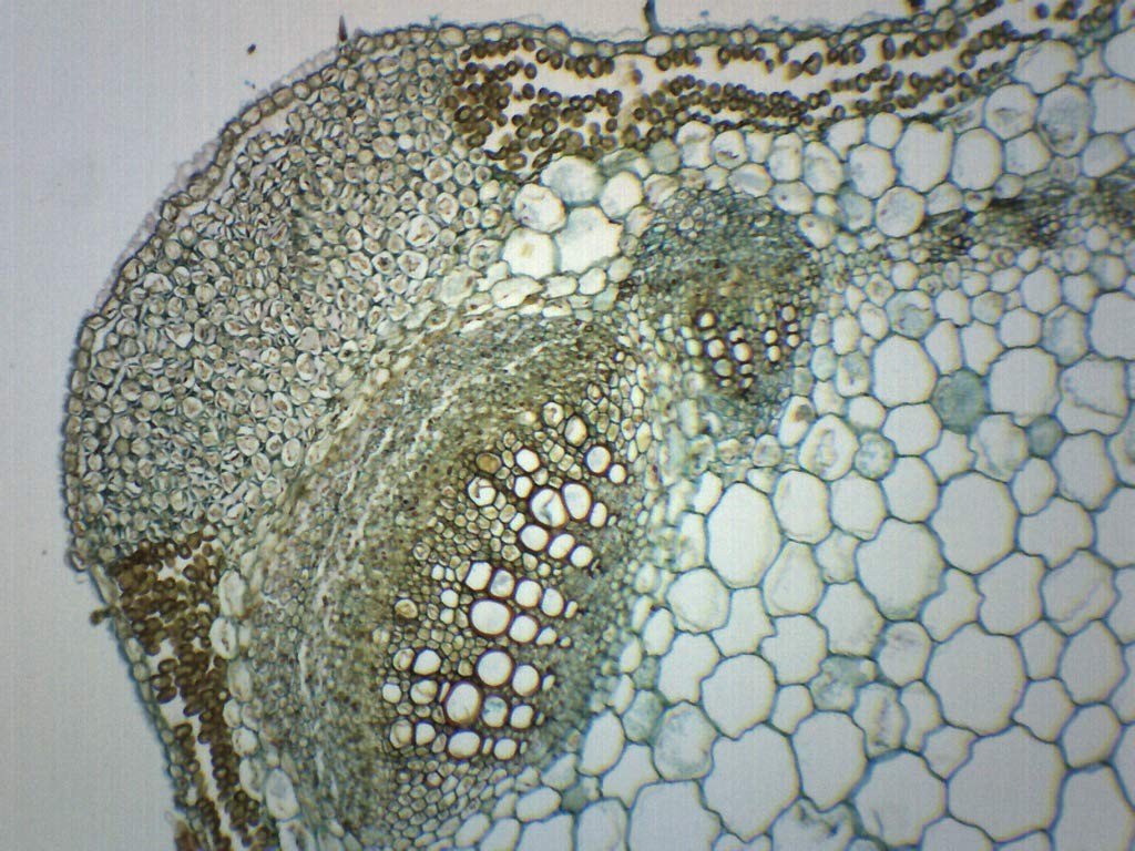 Lavender Stem, Cross Section - Prepared Microscope Slide - 75 x Single