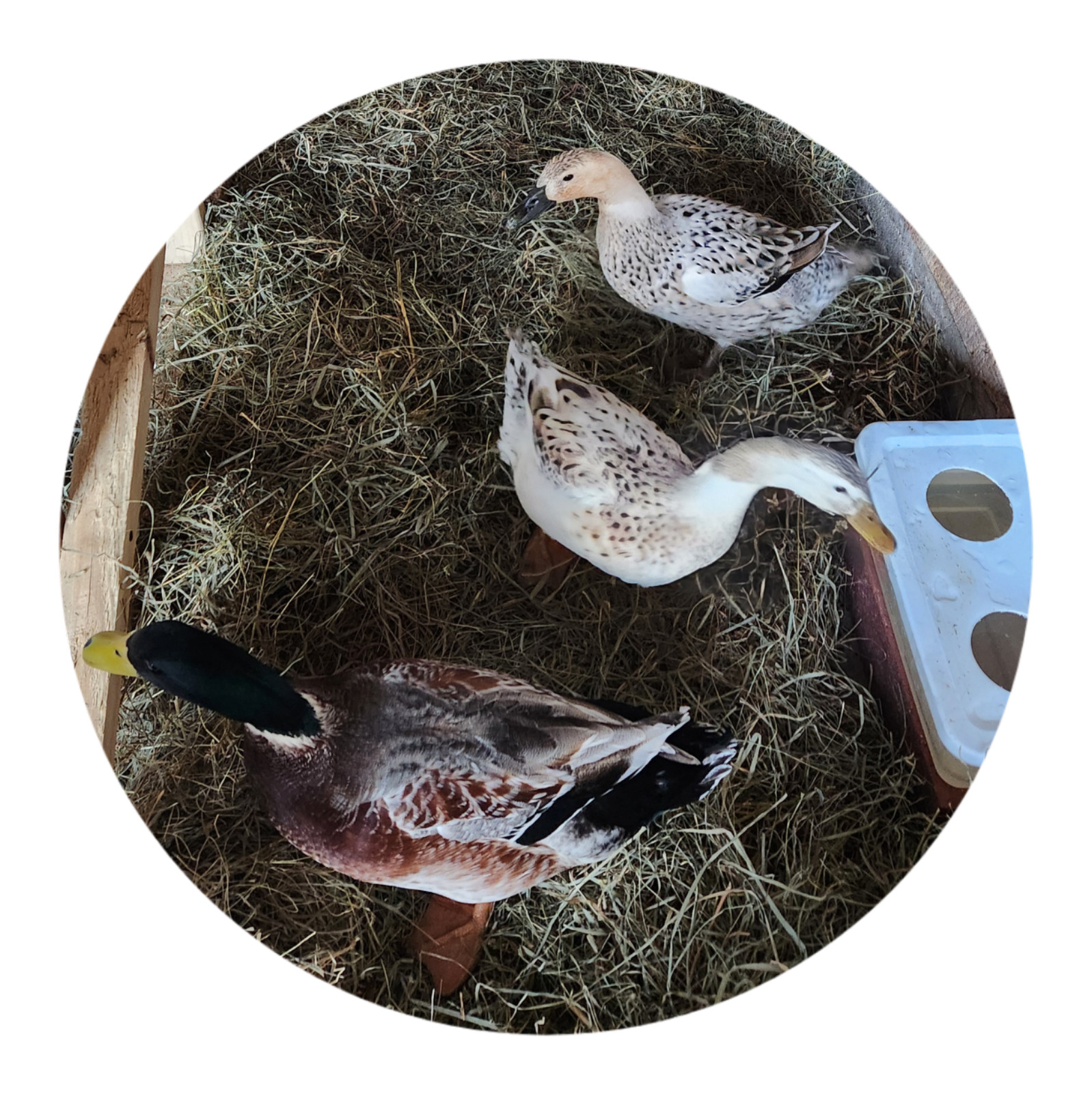 6++ Organically raised Welsh Harlequin Hatching Eggs. NPIP cert. 35-0909