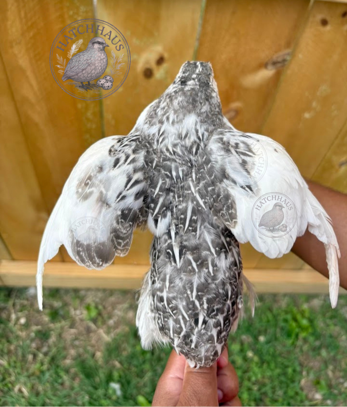 20+ RARE COLORS Coturnix quail hatching eggs - all rainbow colors FAST SHIPPING