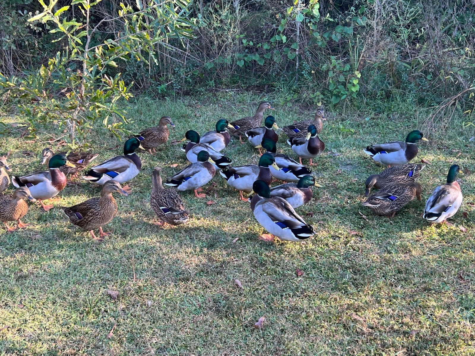 One Dozen...12 Pure Fresh Fertile Mallard Hatching Eggs PLUS 5 - 6 Extras