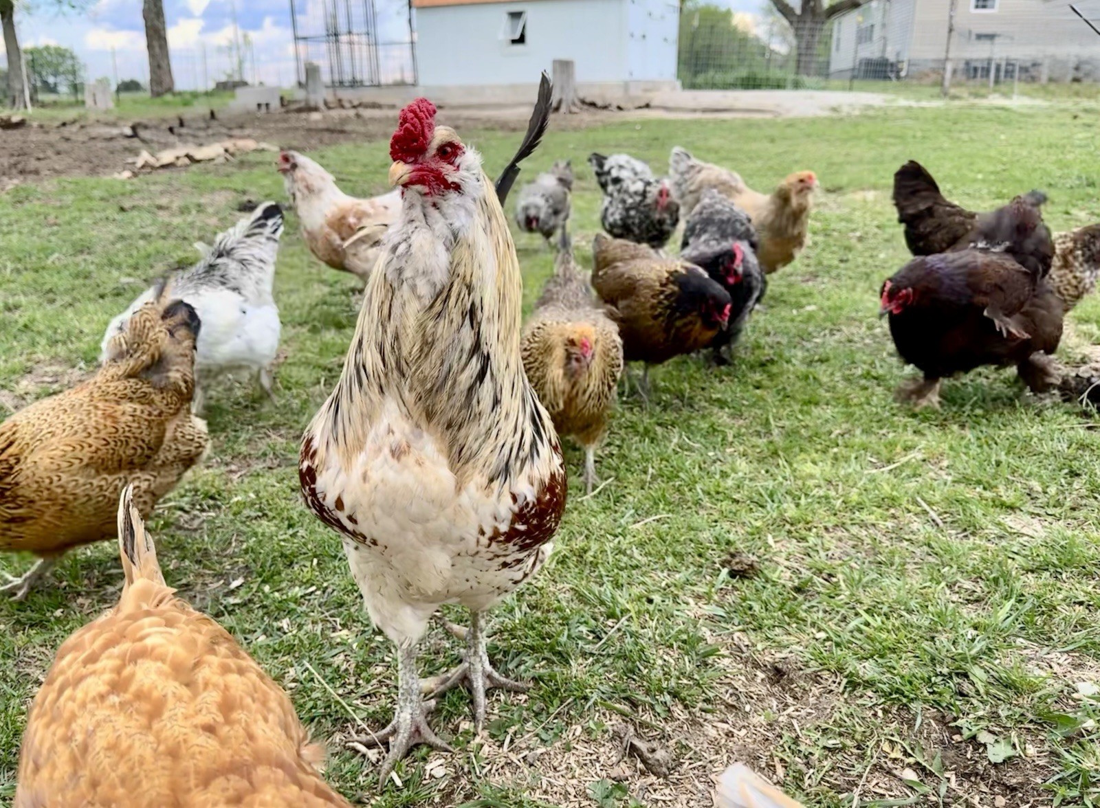 12+ Chicken Hatching Eggs Ameraucana, Easter/Olive Egger, Faverolles, Marans