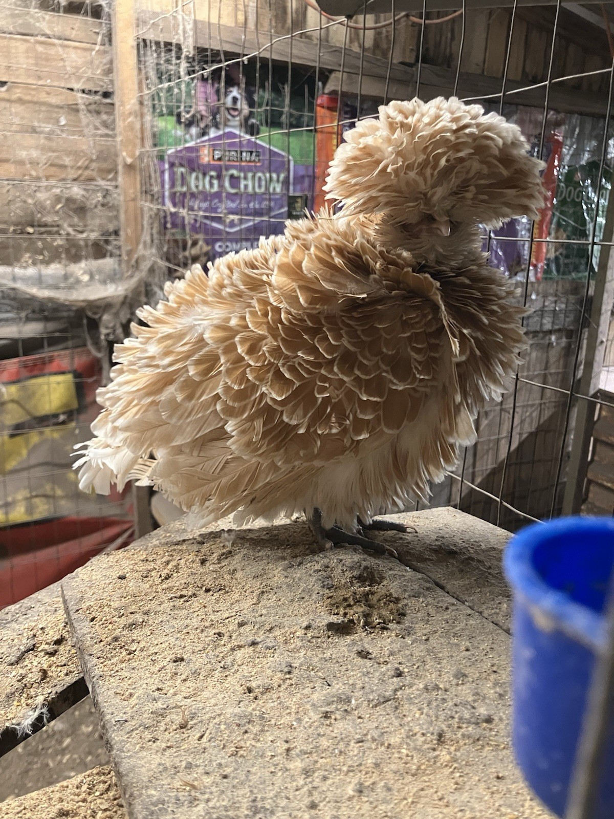 Buff Laced & Bearded Self Black Polish Bantams 50% Chance Of Frizzle