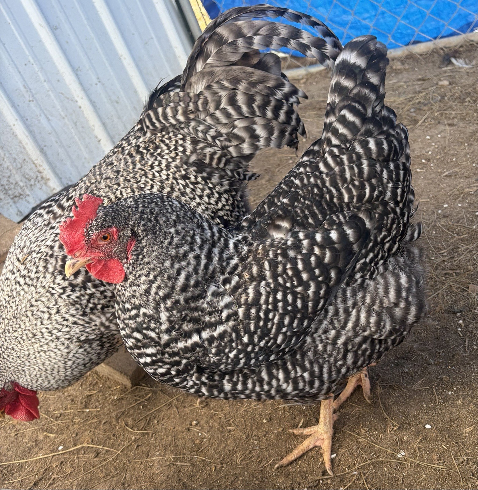 12+ Barnyard Mix Hatching Eggs