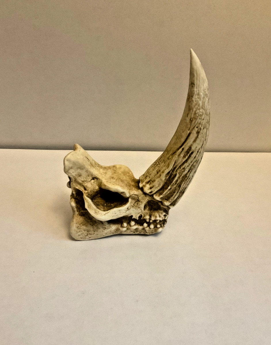 THE MANDALORIAN "MUDHORN MINI SKULL" Sculpture Regal Robot.