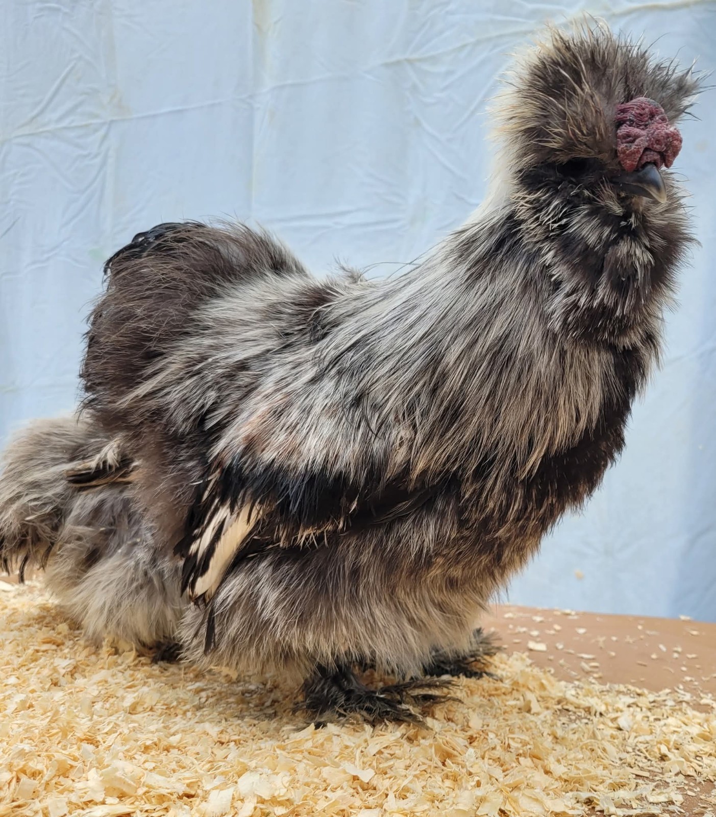 6+1 Silkie Hatching Eggs Npip