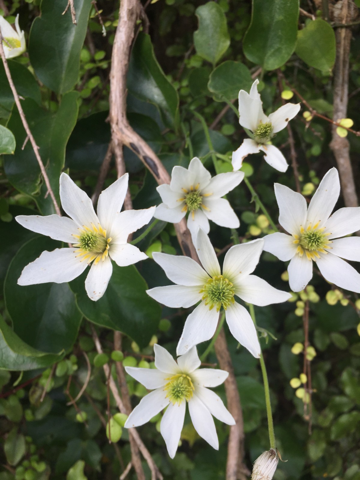 Clematis paniculata - 50 seeds - Puawhananga - germination tested