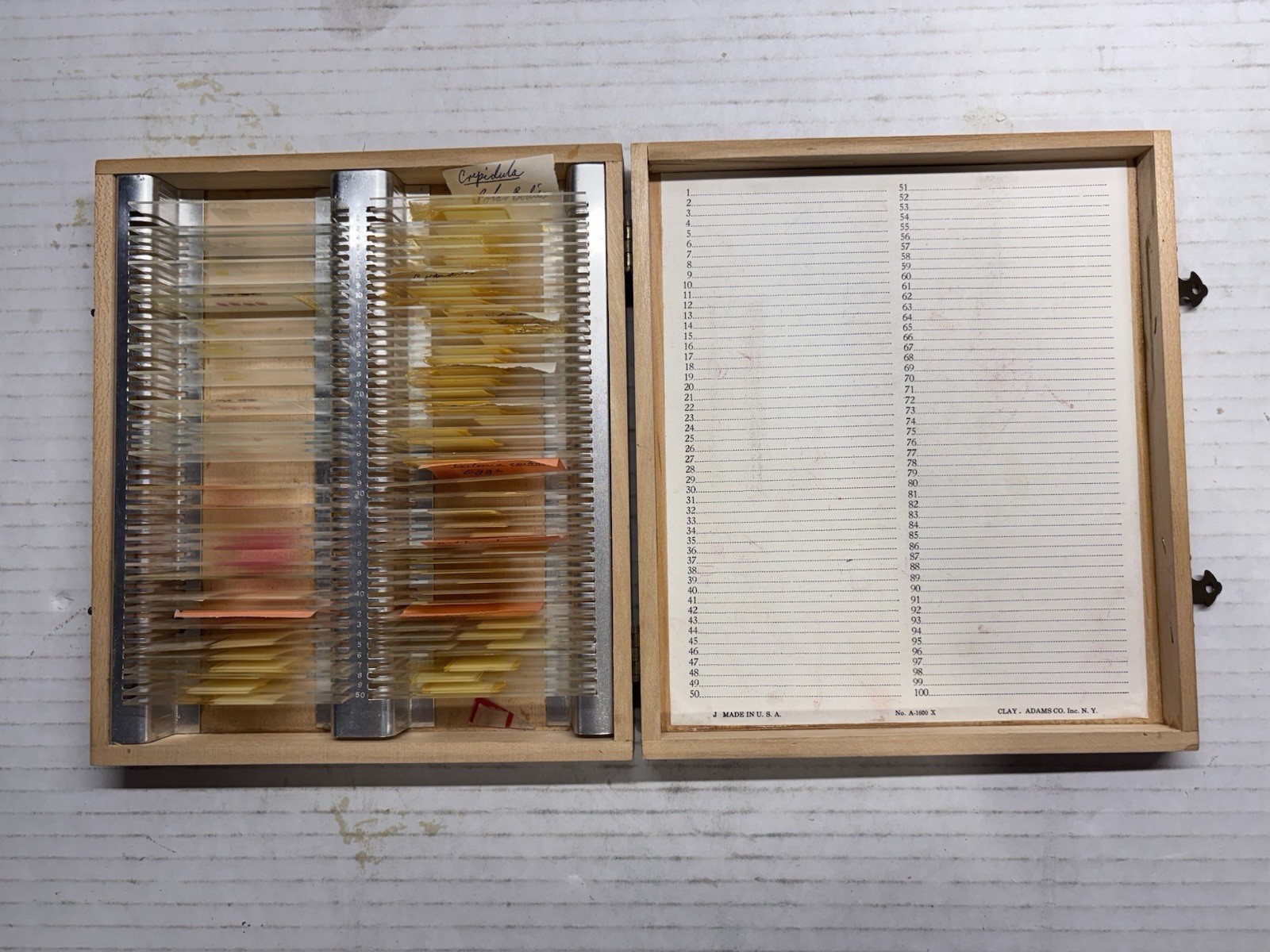 Vntg Prepared Microscope Slides & Clay Adams-Case w/ Invertebrate Embryos 90+