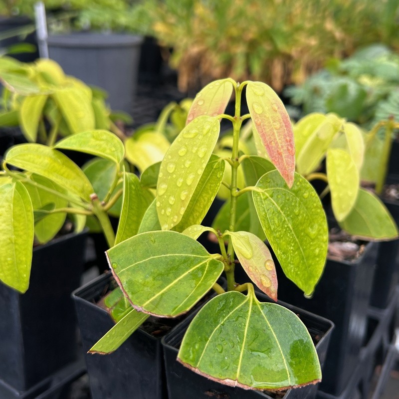 Ceylon Cinnamon Seeds [ 20 seeds ]  Cinnamomum Zeylanicum