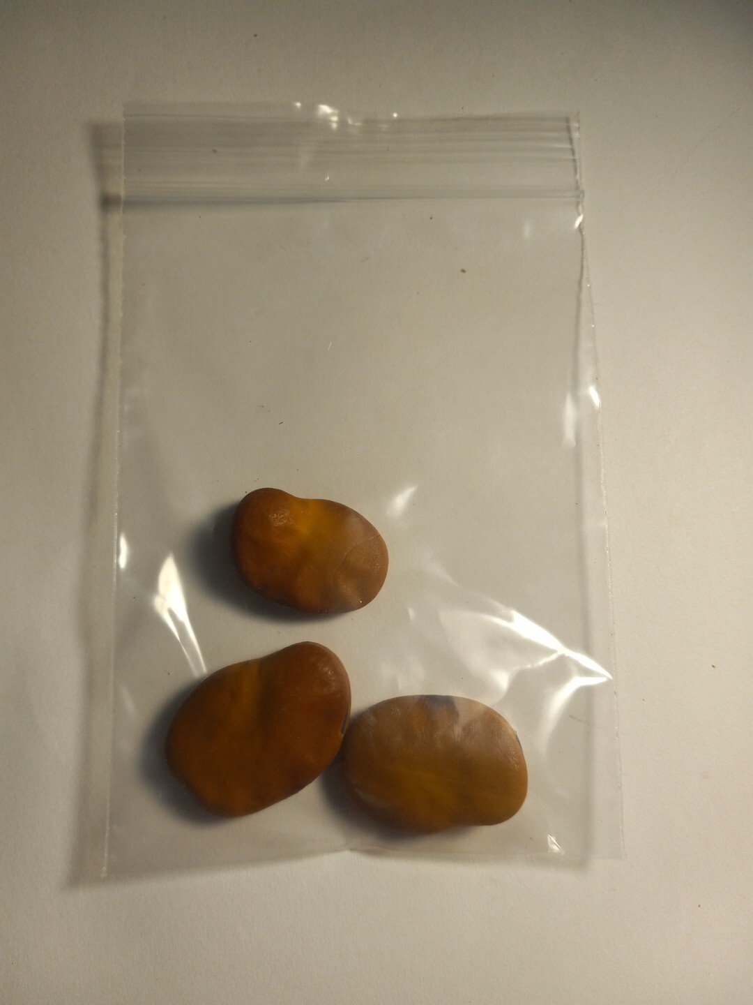 Mojo Wish Bean