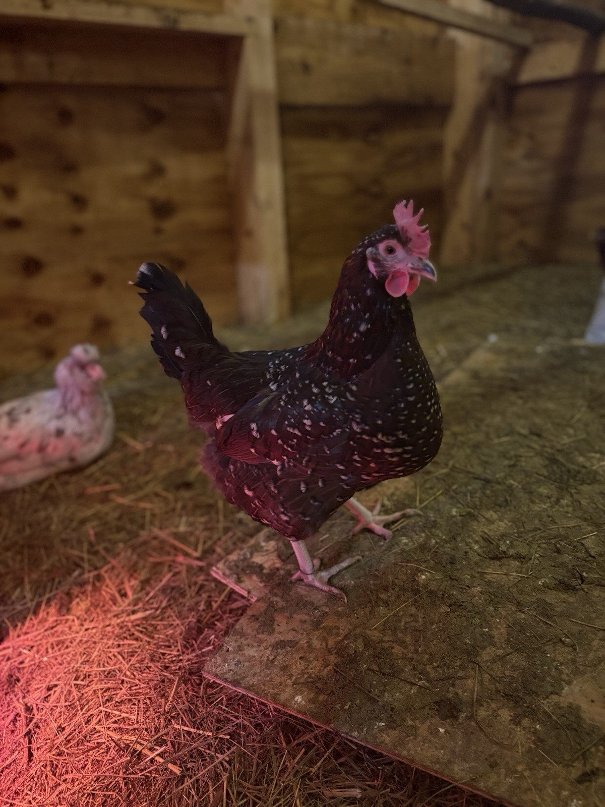 12 + fertile assorted hatching eggs rainbow READ DESCRIPTION