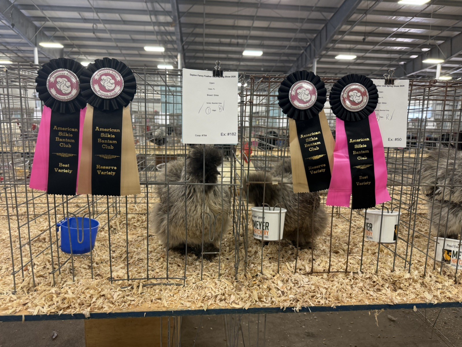 Gray Silkie Chicken Hatching Eggs