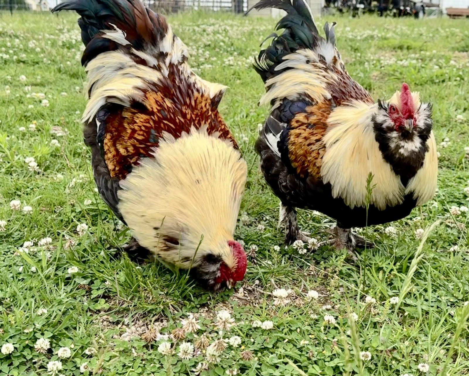 12+ Chicken Hatching Eggs Ameraucana, Easter/Olive Egger, Faverolles, Marans