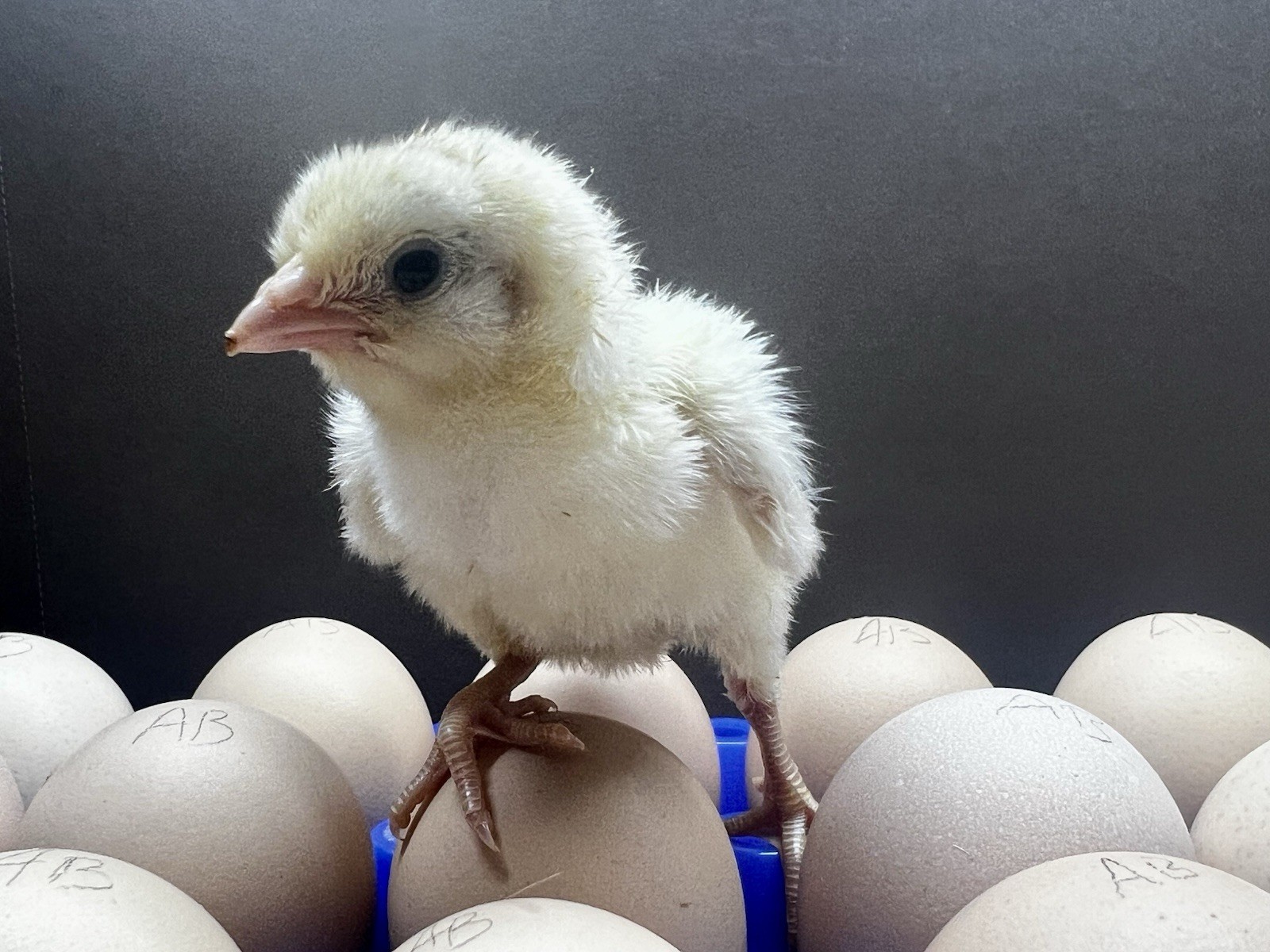 (12+) American Bresse Hatching Eggs