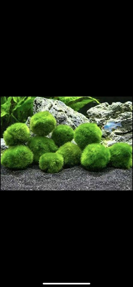 8 X 1" inch Marimo Moss Ball (Cladophora Live Aquarium Plant) Fish Tank plant