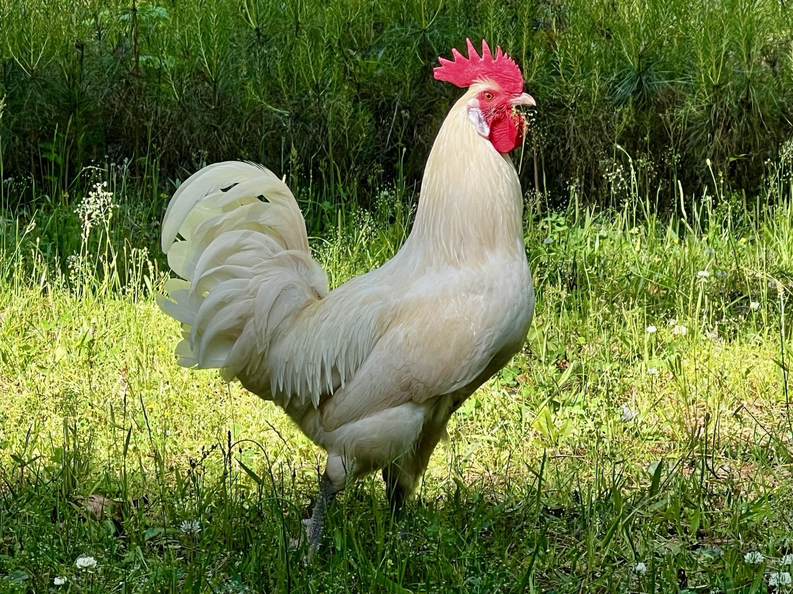 (12+) American Bresse Hatching Eggs