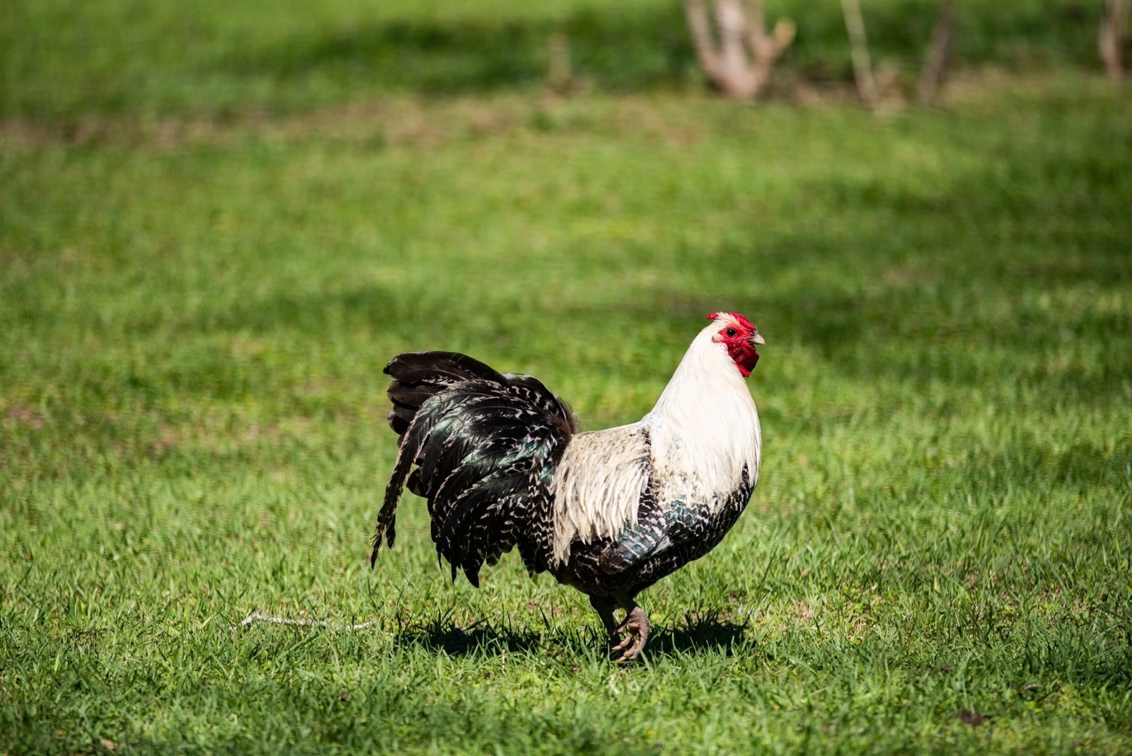 12+ SUPER RARE Silver Deathlayer Chicken fertile hatching eggs