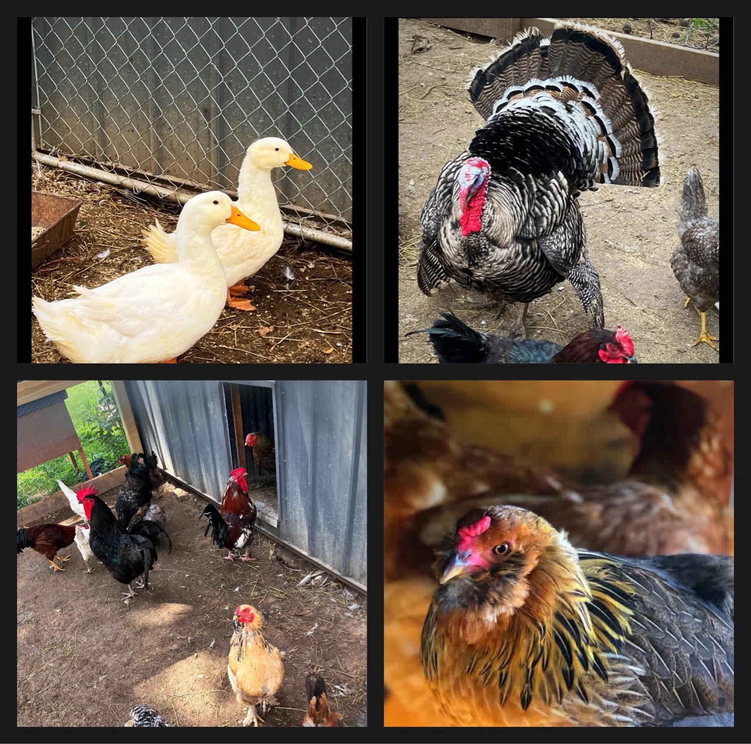 1doz.++ Assorted Species Fertile Hatching Eggs Turkey/chicken/duck