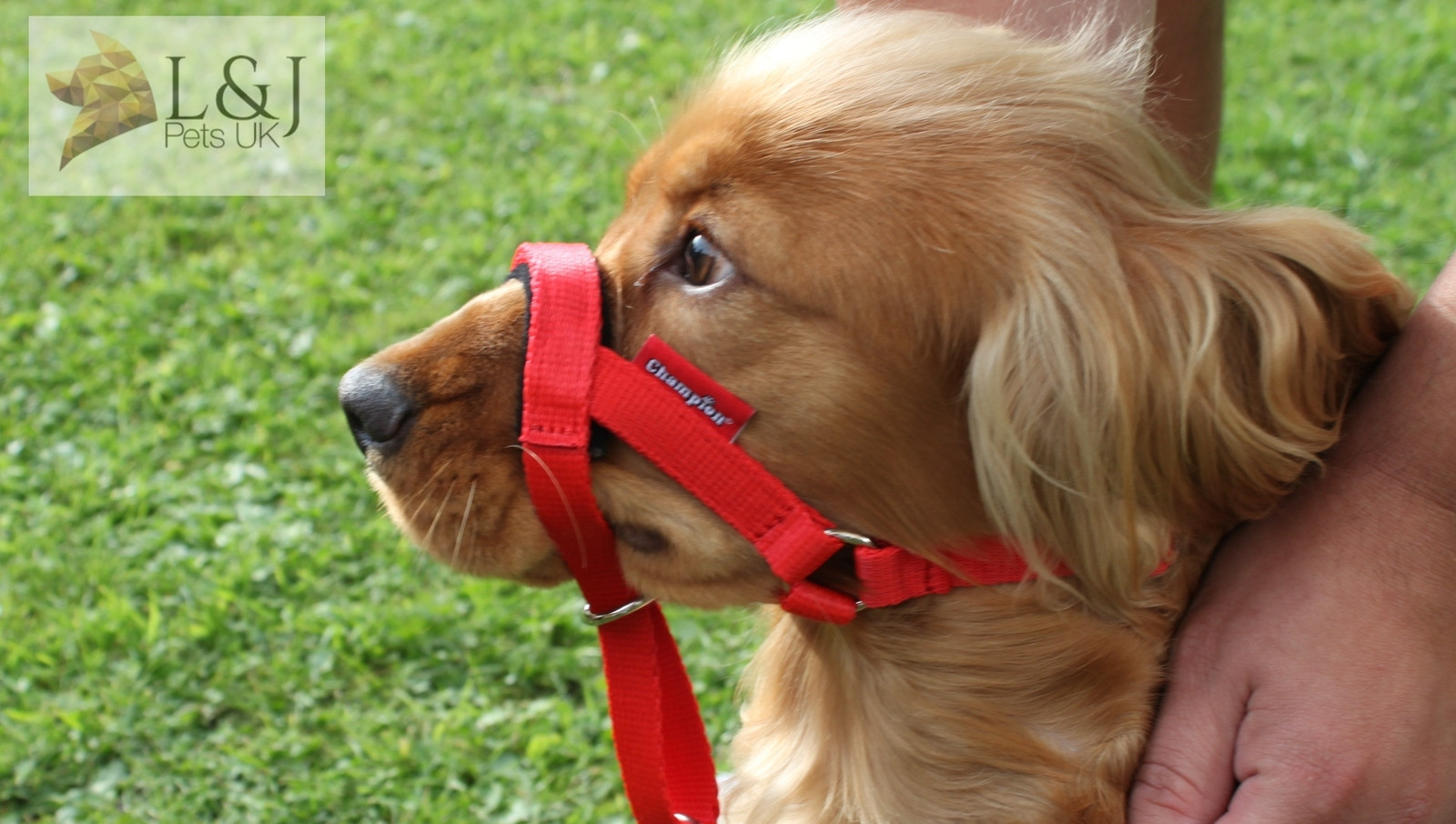 Padded Head Collar Dog Training Halter Stops Dog Pulling Training Tool