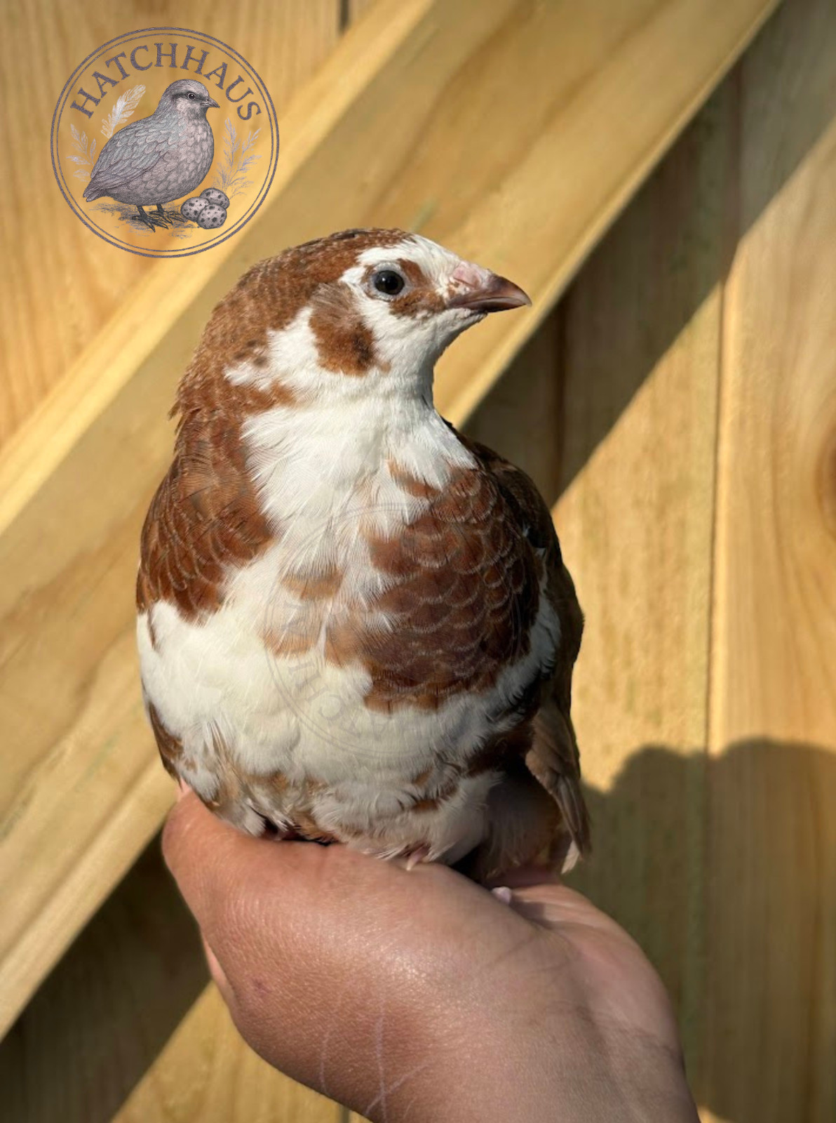 36 Assorted RARE COLORS Coturnix Quail Hatching Eggs - shipped in foam