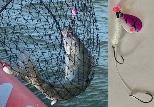 North  Coast Lure - Walleye Crawler Harness 7 Pack Dbl Hook Colorado Blade 3