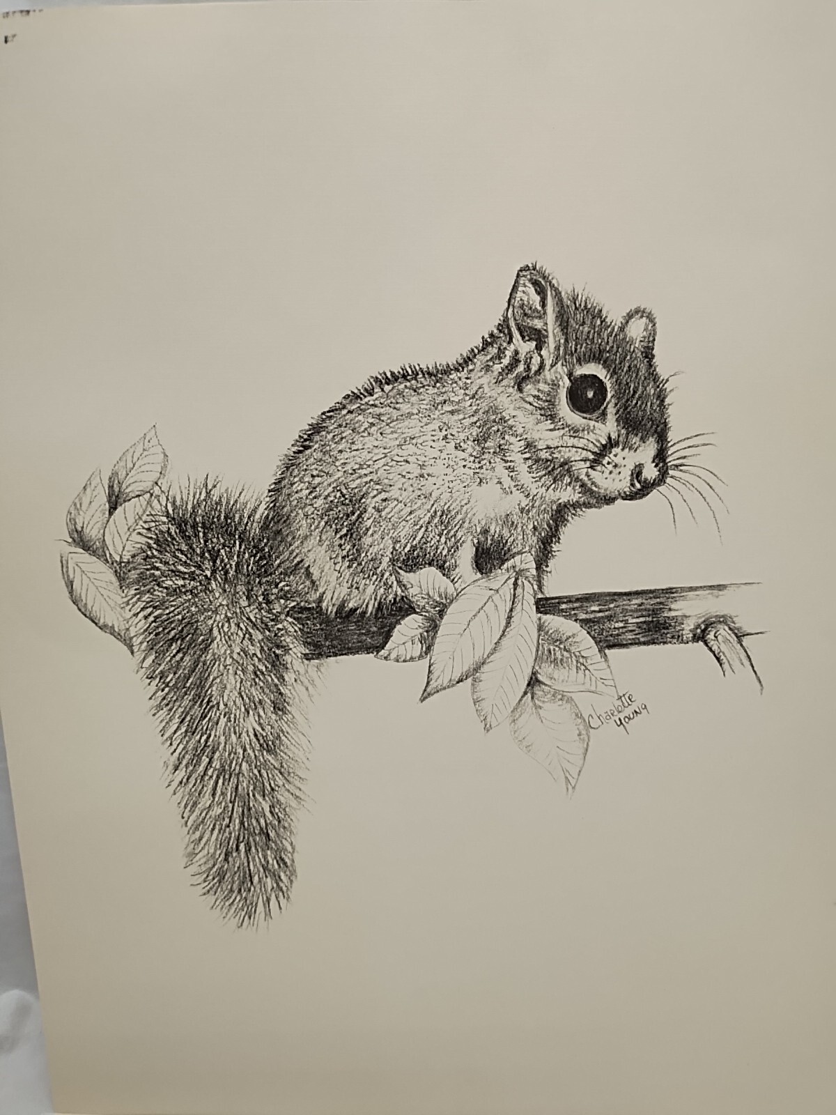Charlotte Young Squirrel Sketch 10.5" X 13.5" With Certificate Of Authenticity
