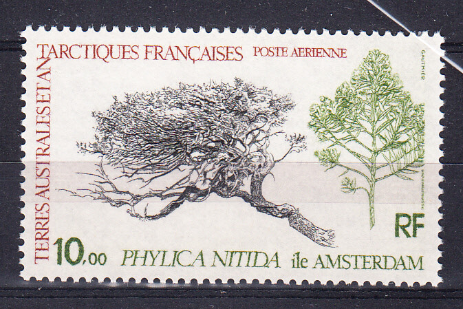 W FRENCH SOUTHERN & ANTARTIC TERRITORY C59 PHYLICA NITIDA TREE
