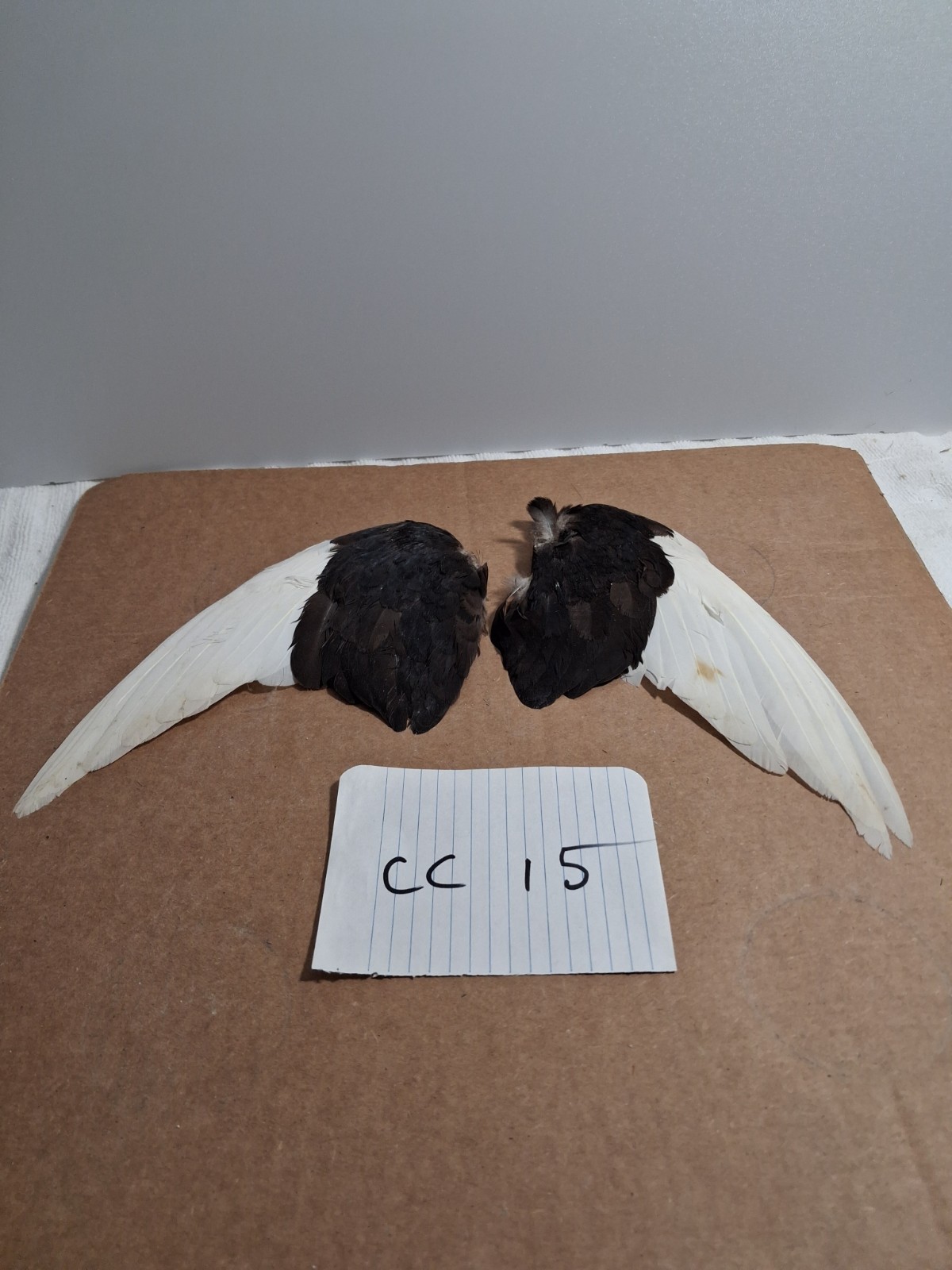 Pair Pigeon Wing Feathers Fly Tying Crafts Taxidermy Natural Causes CC15