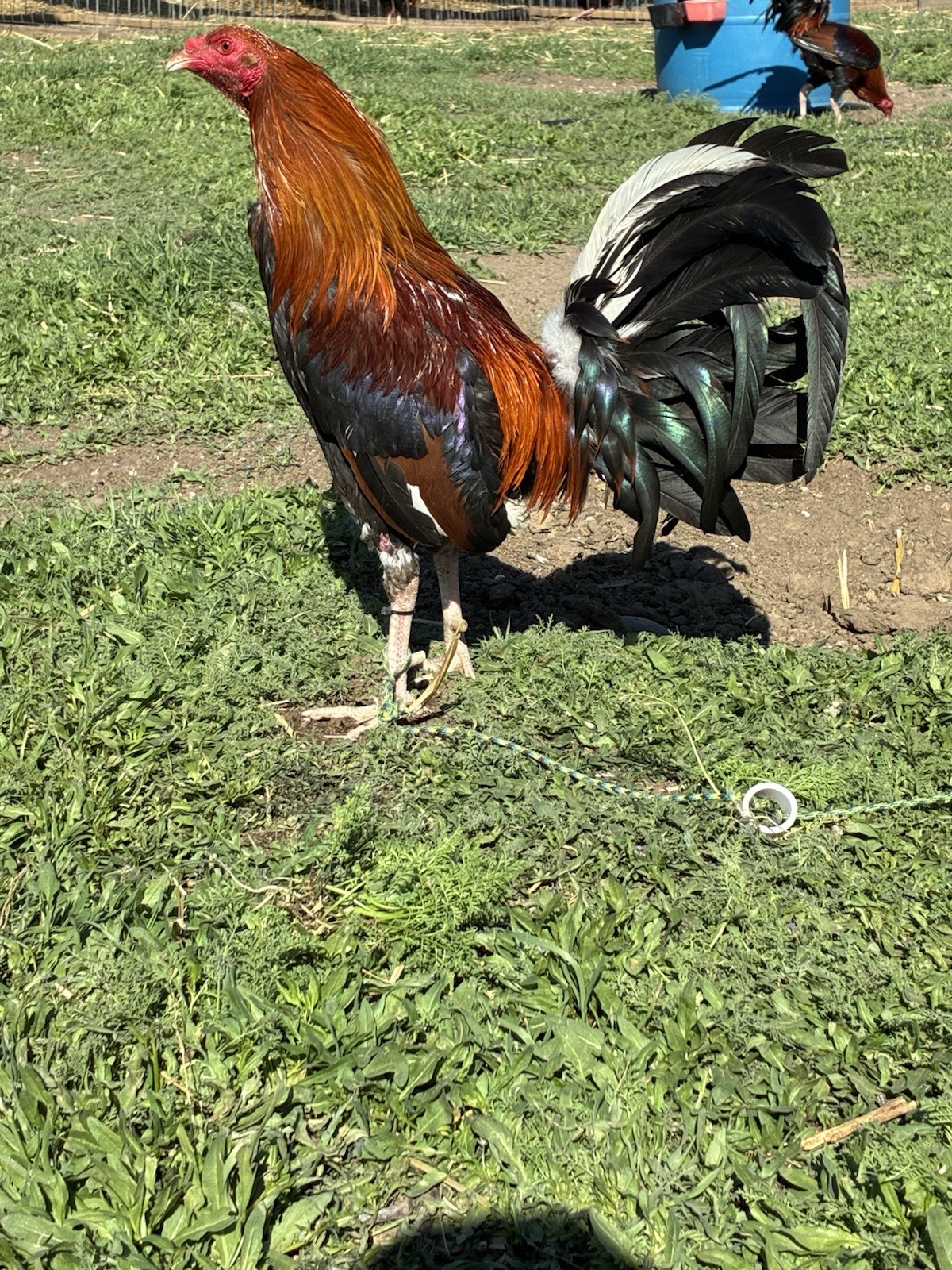 12+ Chicken Hatching Eggs