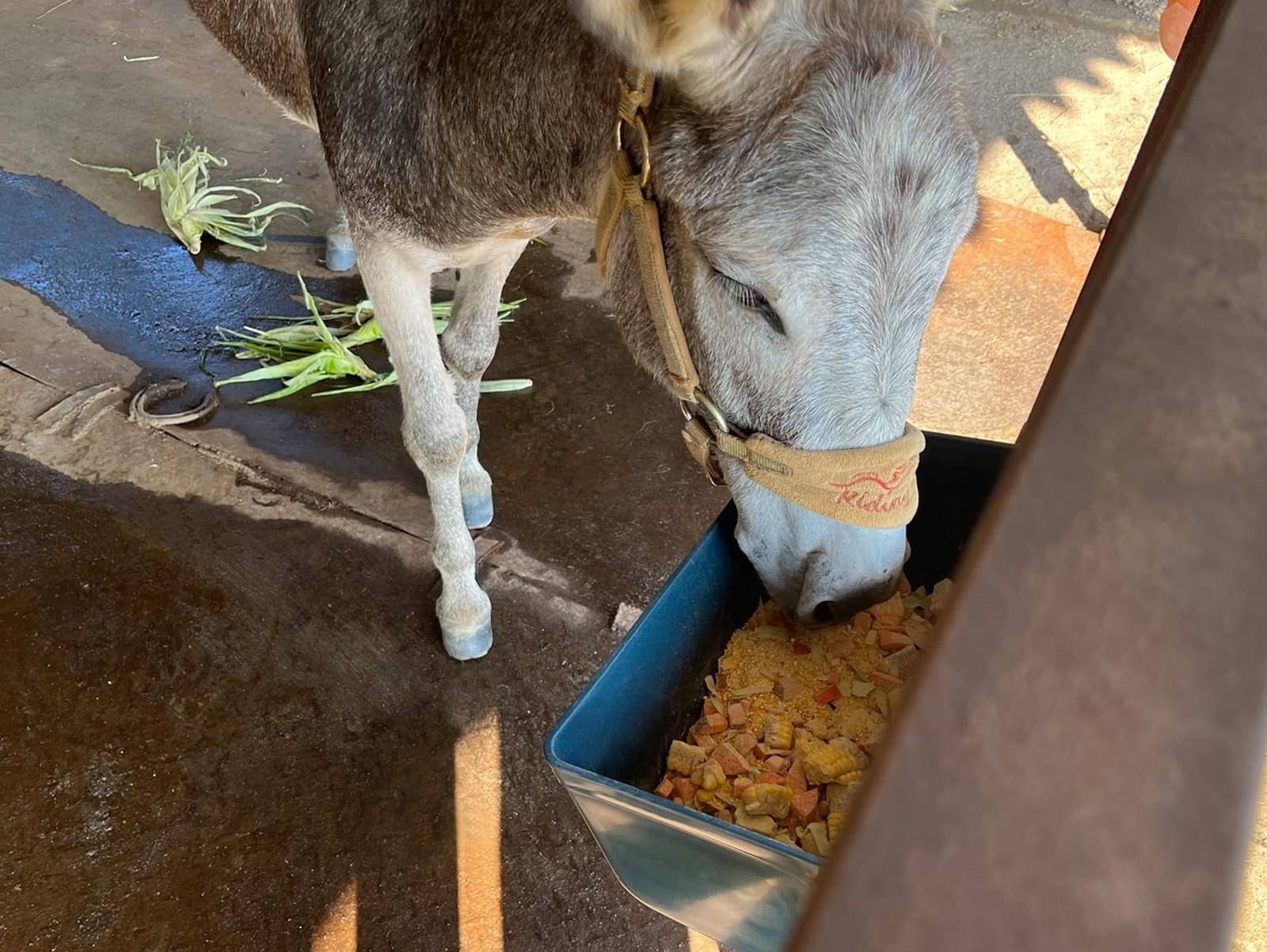 Large Feed Trough and Goat Feeder - 2 Pack Hanging Feeder with Clips, Waterer...