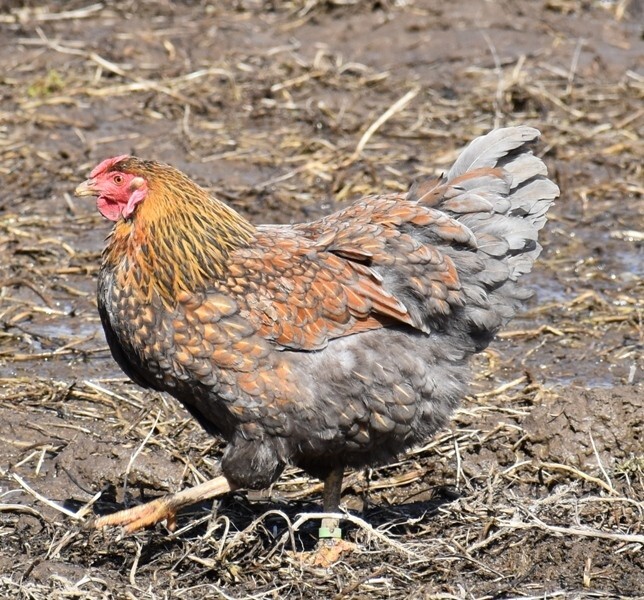 10 Fertile Blue-laced Red Wyandotte eggs