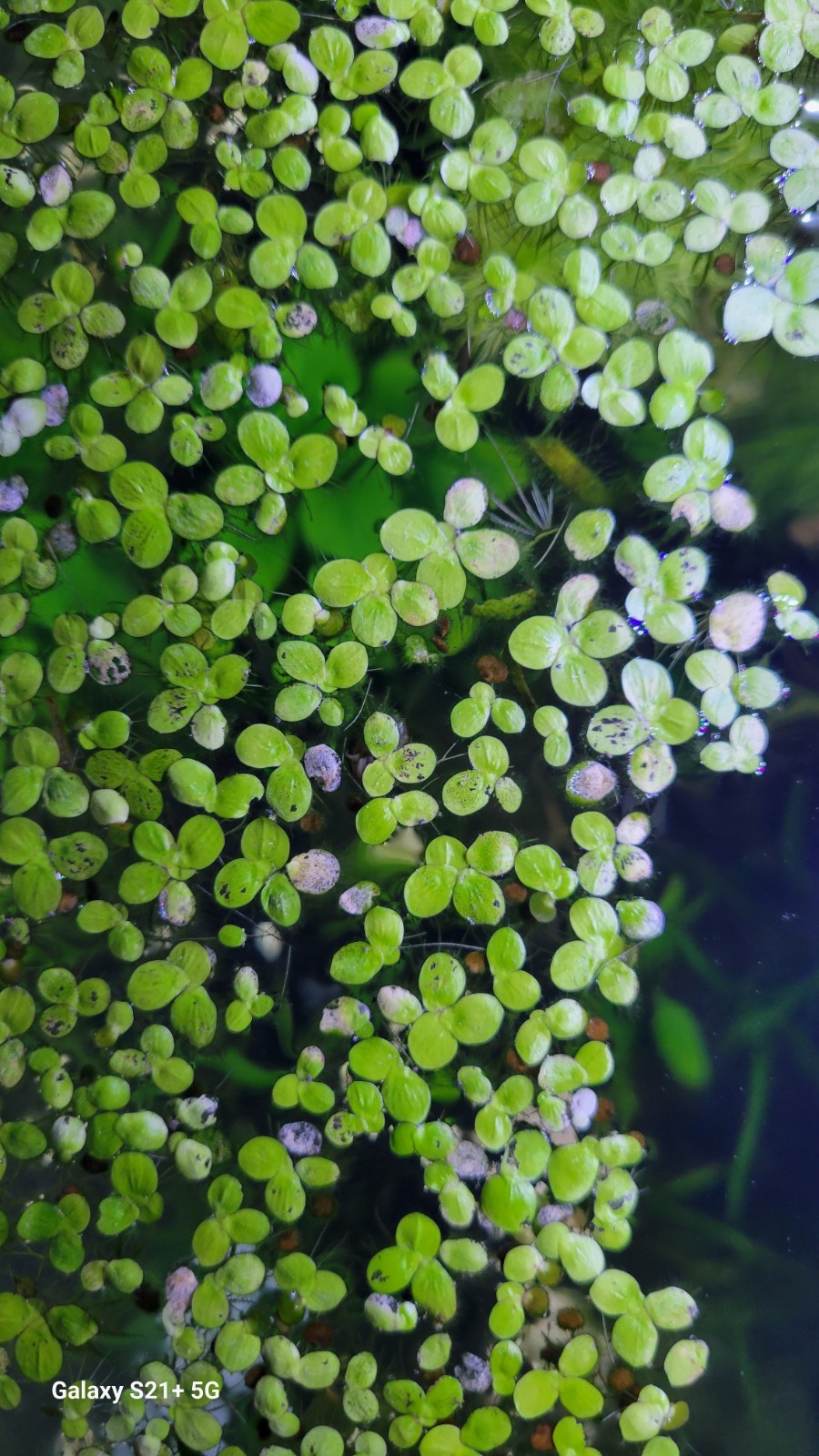 Giant Duckweed Aquarium Plant