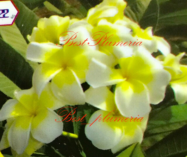 Plumeria / Frangipani / Seeds/Flowers/ Sukjai /Fresh 100 seeds