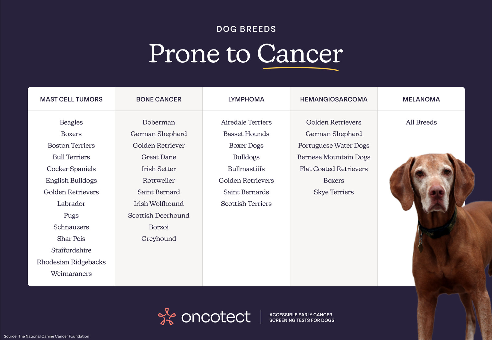 Oncotect Essential Dog Cancer Screening Test Kit OTC1