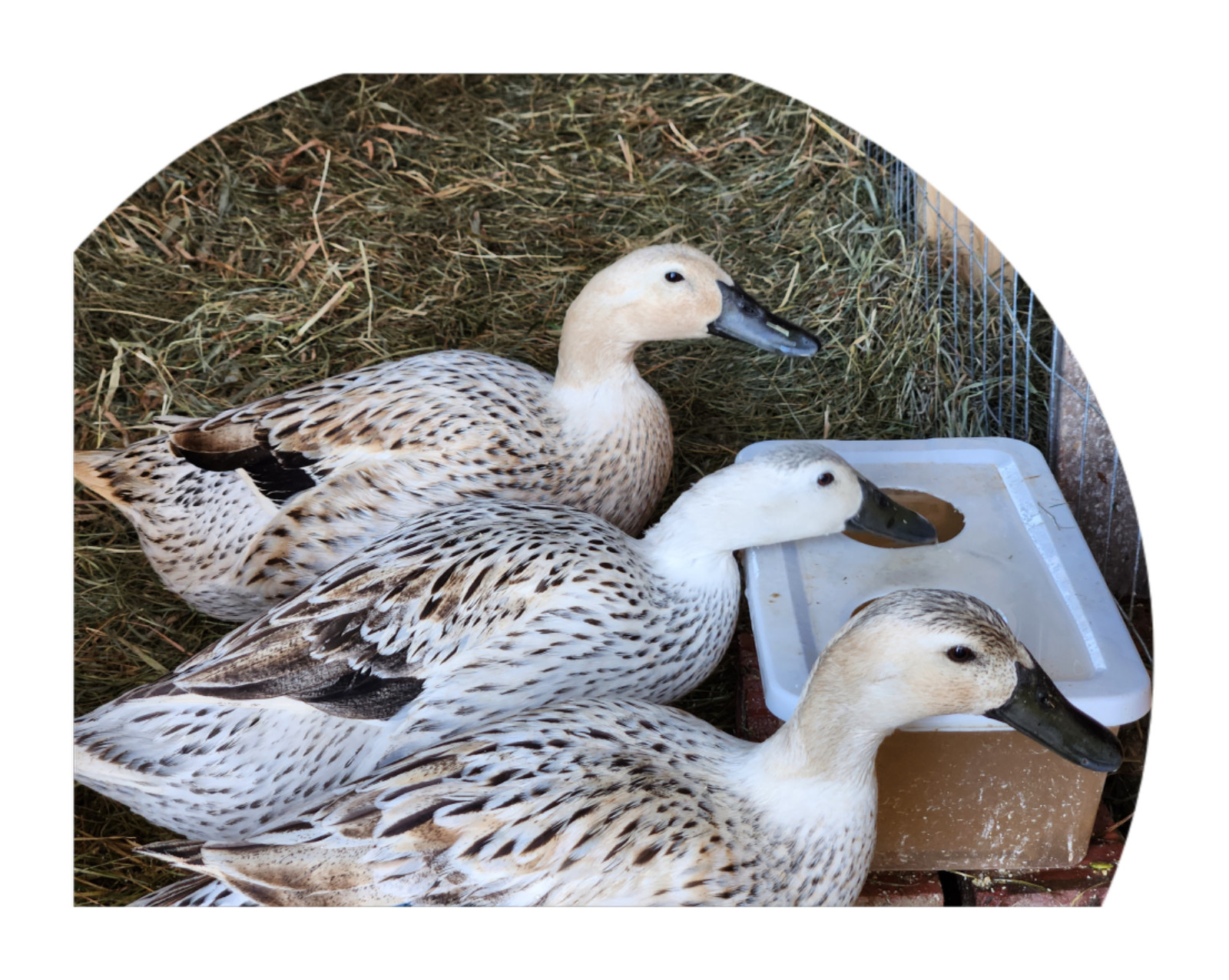 6++ Organically raised Welsh Harlequin Hatching Eggs. NPIP cert. 35-0909