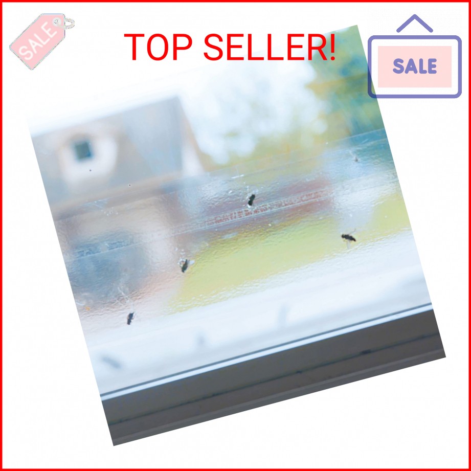 Raid Window Fly Traps, 4 Traps