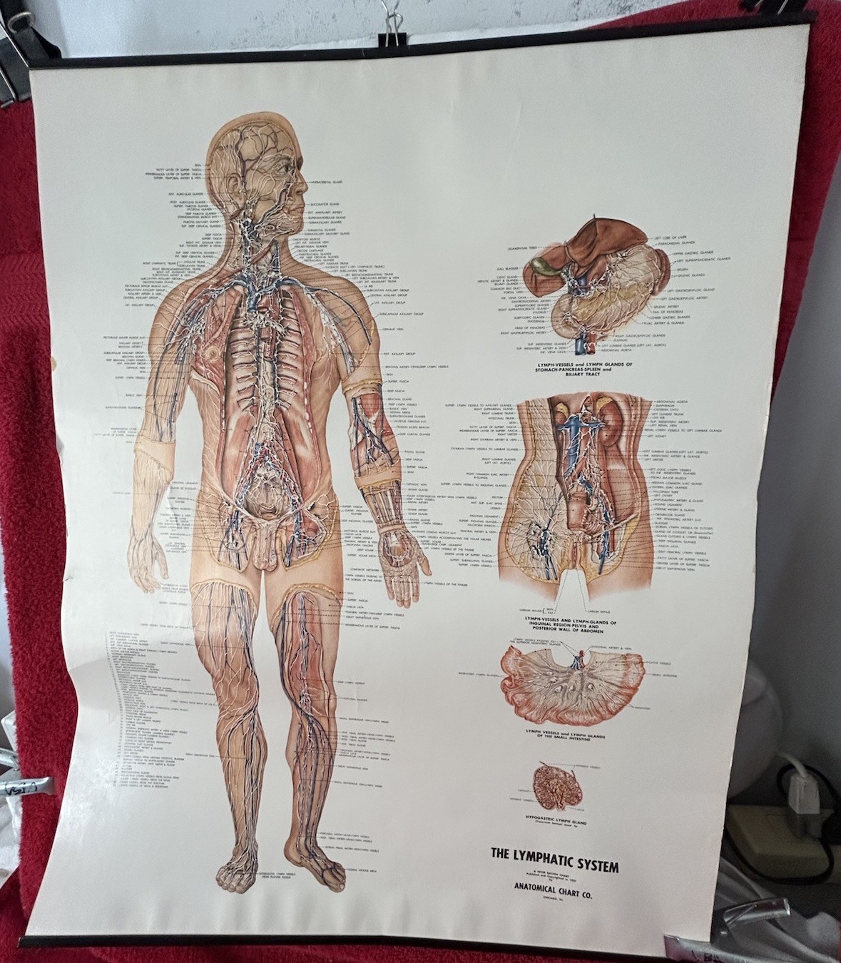 Anatomical Chart Poster Lymphatic System Illustrated Peter Bachin 1957 25 x 20"