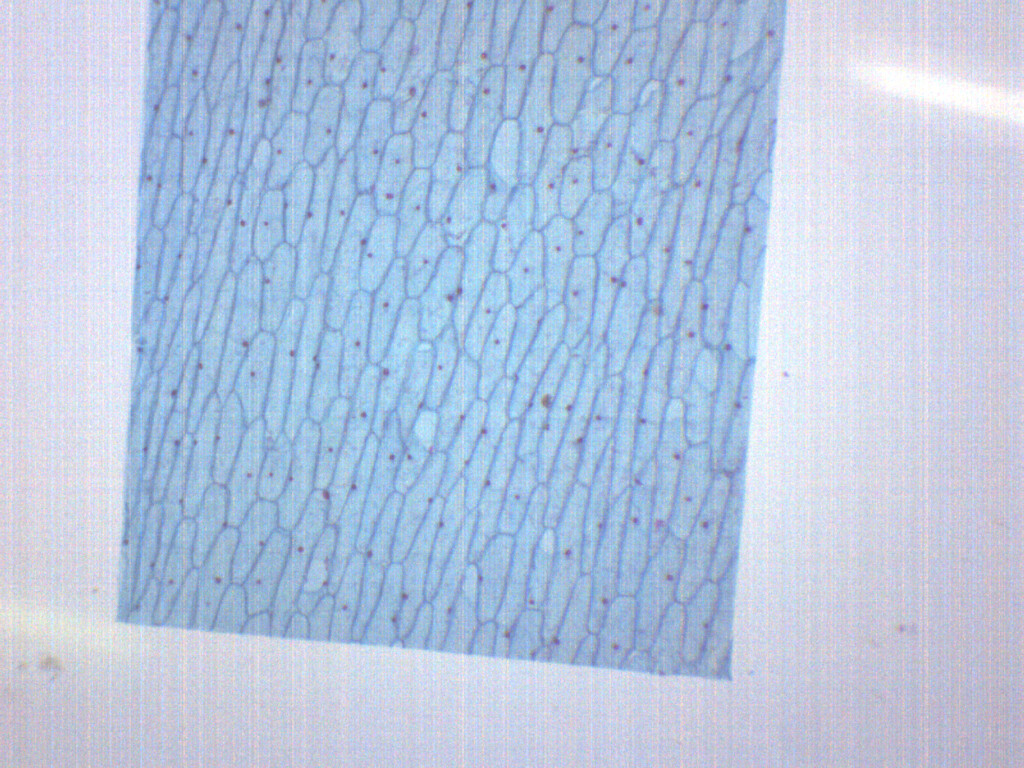 Onion Bulb, Epidermis - Prepared Microscope Slide - 75x25mm - Eisco Labs