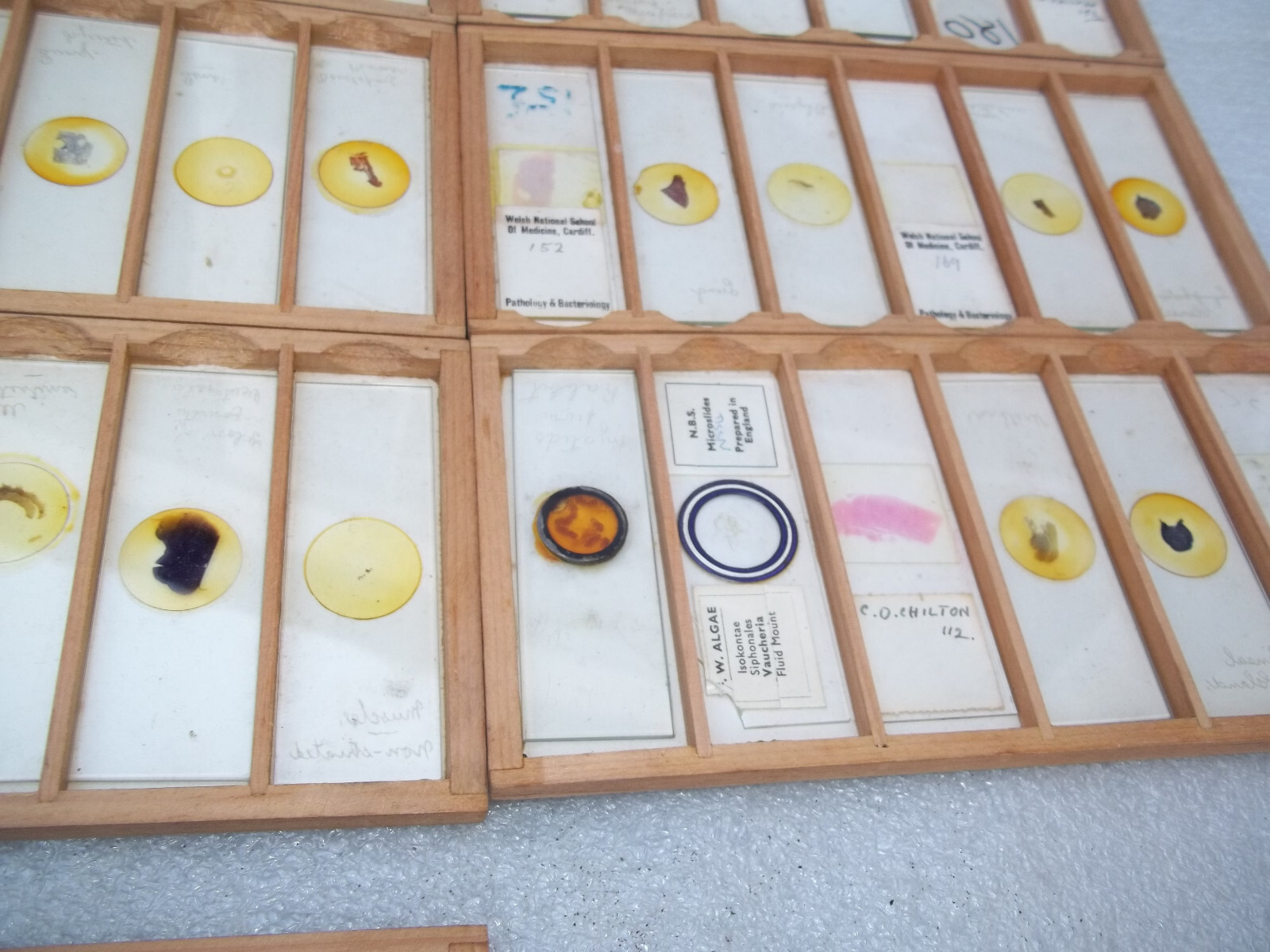 Vintage Glass Microscope Slides