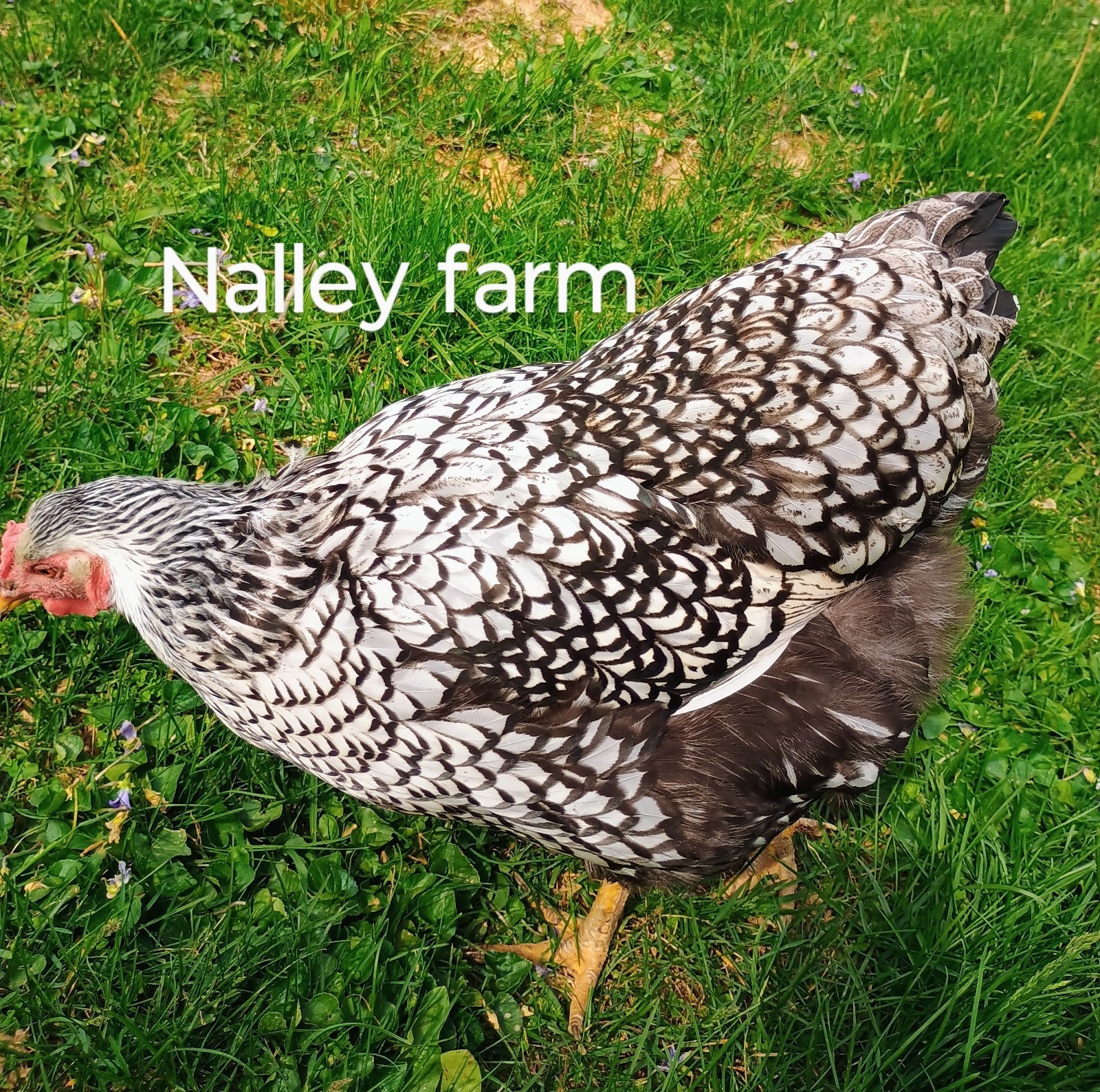 Silver Laced Wyandotte (12) 🐣 fertilized hatching eggs.Please read description.