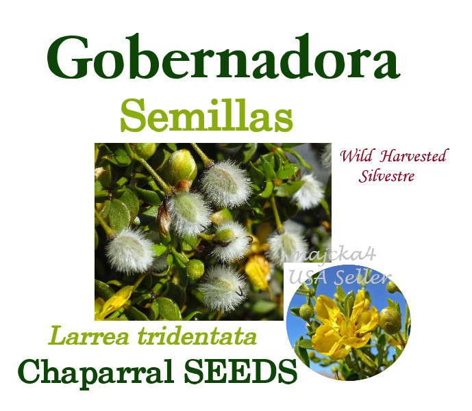 Gobernadora SEMILLAS Silvestre Chaparral SEEDS Larrea tridentata Wild harvested