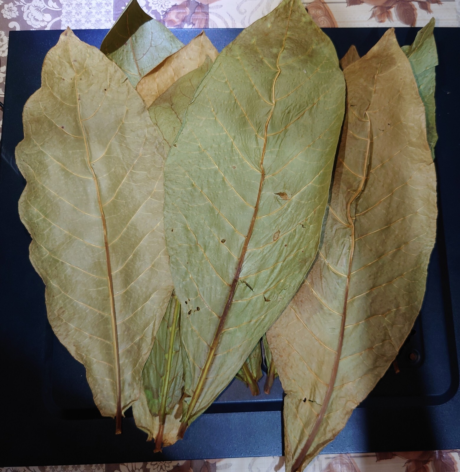 500 leaf Dried Indian Almond dry Leaves Catappa for Fish, Shrimp, Aquarium care