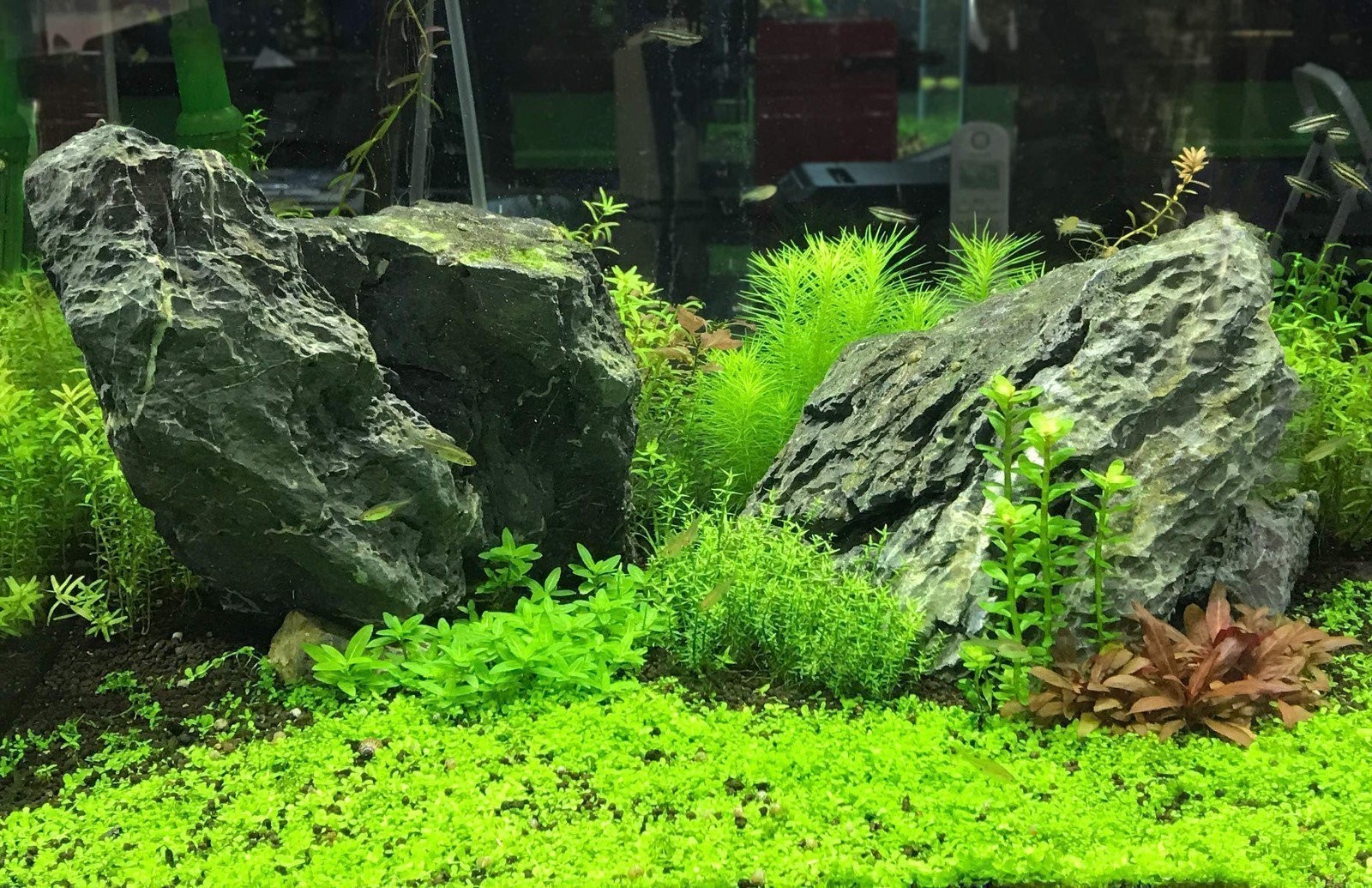 Seachem Cichlid Trace Elements