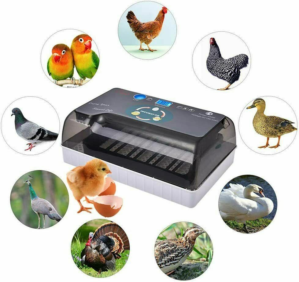 220V Intelligent Chicken Bird Egg Incubator Eggs Hatcher Temperature Control