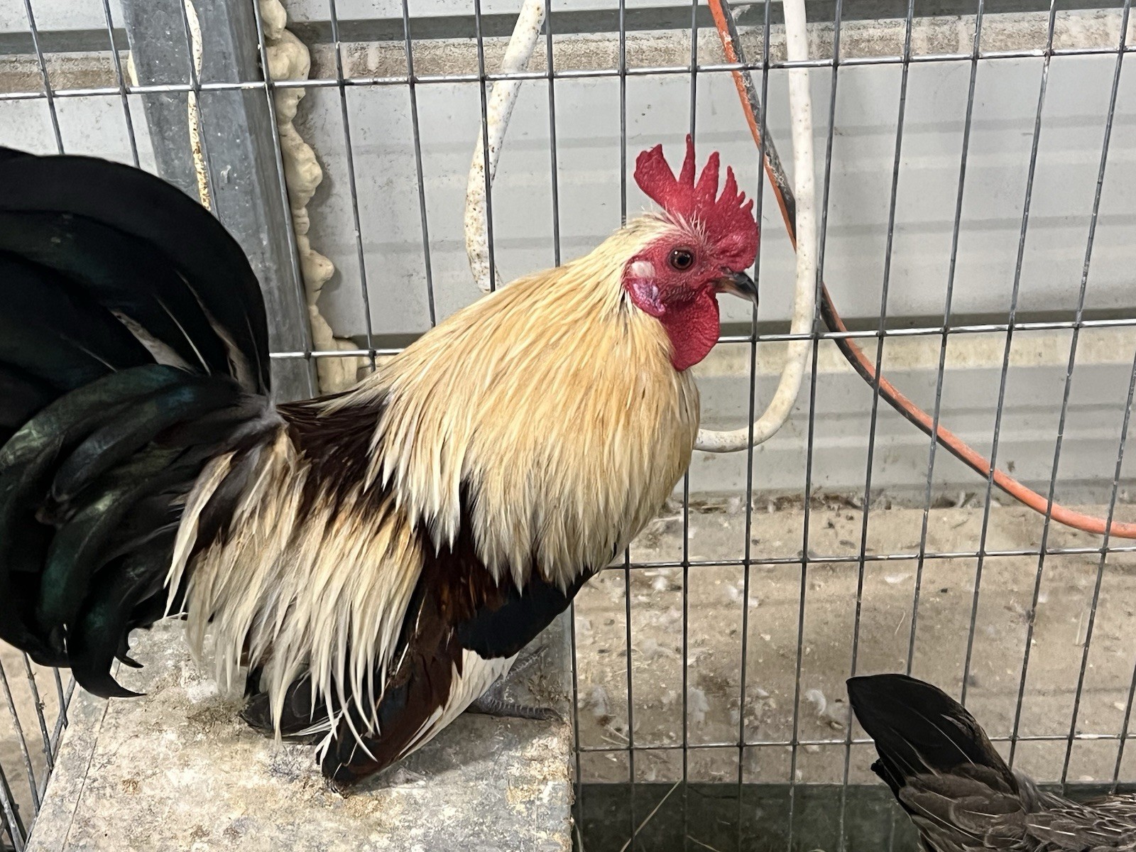 6++ Serama Hatching Eggs