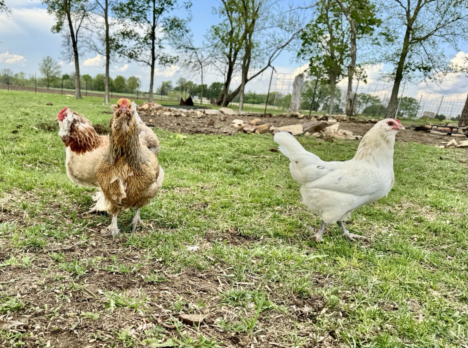 12+ Chicken Hatching Eggs Ameraucana, Easter/Olive Egger, Faverolles, Marans