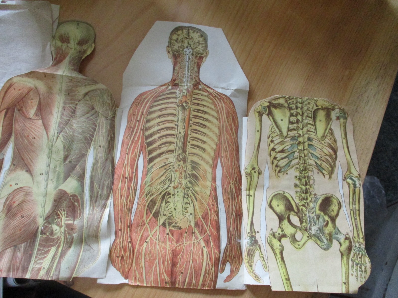 Vintage Anatomical Sectional Models Flip Charts Mankins